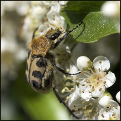 Pause pose d'un scarabée
